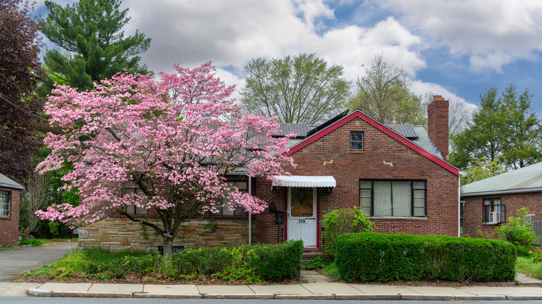 A small, pretty tree growing in someone's yard