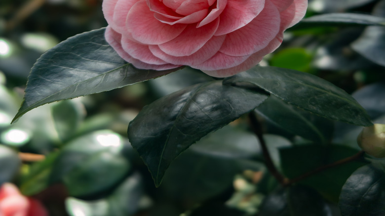 A close-up shot of a pink Japanese camellia flower