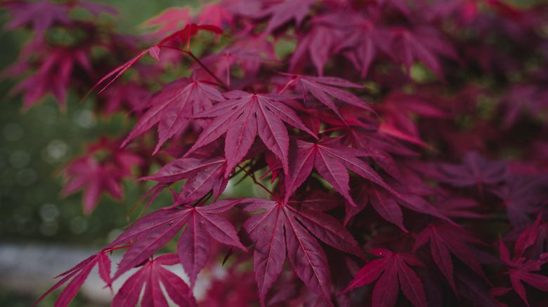 A close-up of the maroon leaves on a Japanese maple tree