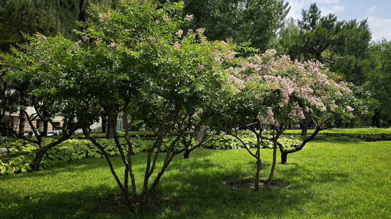 Two Japanese tree lilacs in bloom