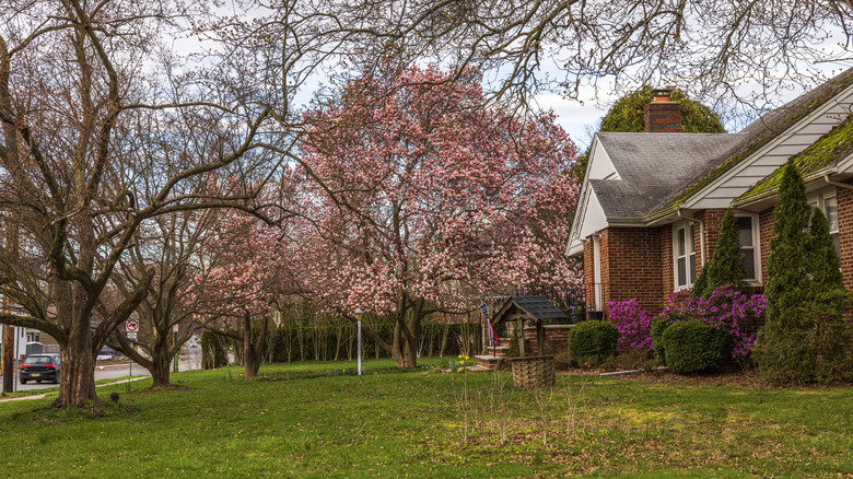 A flowering saucer magnolia tree on someone's front yard