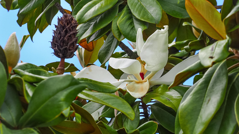 A close-up of the white flowers and leafy green foliage on a Southern magnolia tree