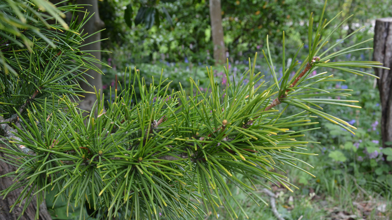 A close-up of the pine needles on Japanese umbrella pine