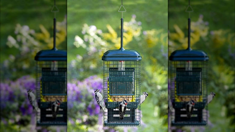 Squirrel Buster Squirrel-proof Suet Bird Feeder
