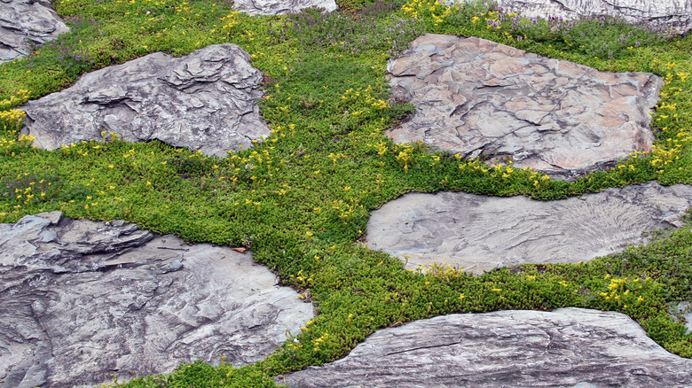 Stepping stones and moss for ground cover