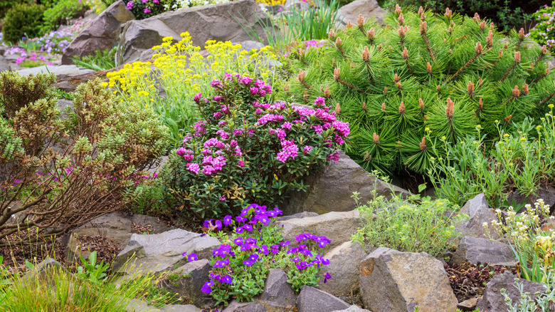 An alpine rock garden in bloom