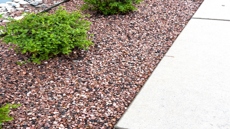 Rock mulch around shrubs and sidewalk