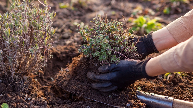 A gardener plants a perennial catmint bush in their garden bed.