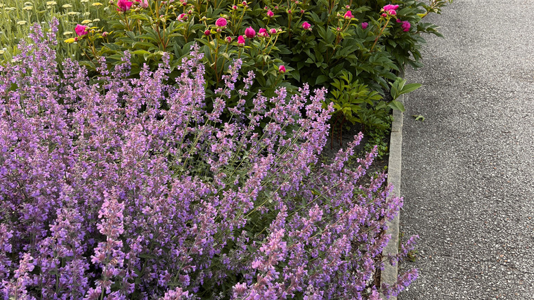 Perennial catmint growing net to other flowering plants with yellow and pink blooms.