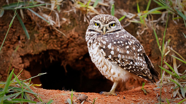 A burrowing owl stood by the entrance to a burrow in the ground