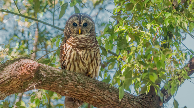 An adult barred owl in a tree