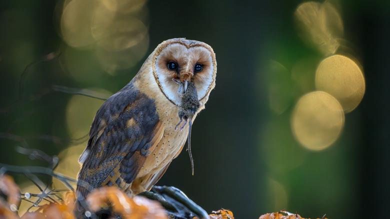 A barn owl with a mouse in its beak