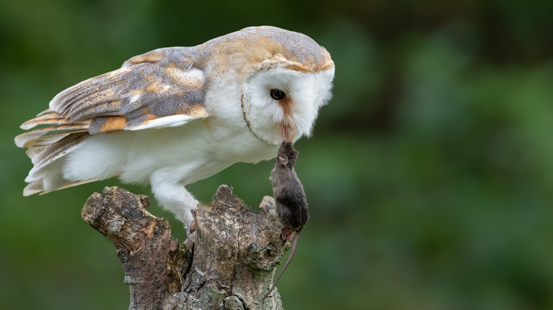 A barn owl eating a rodent