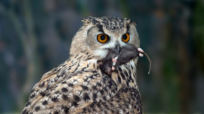 Close-up of an owl eating a mole
