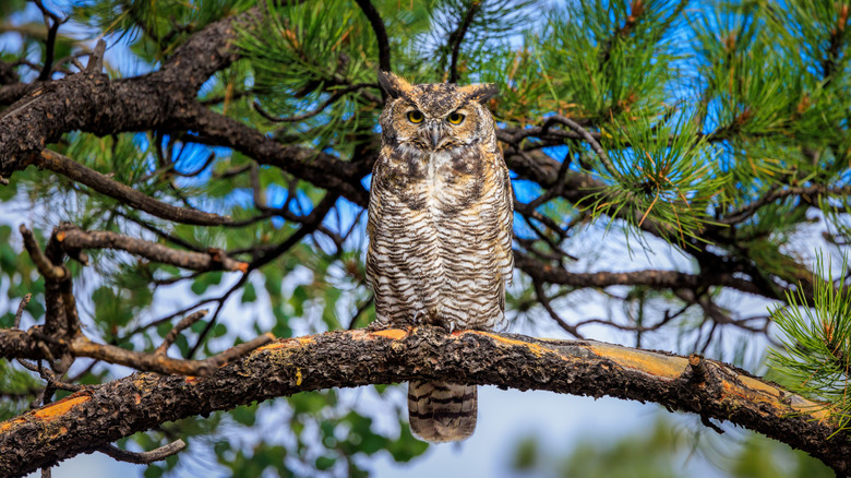 A great horned owl perched on a tree