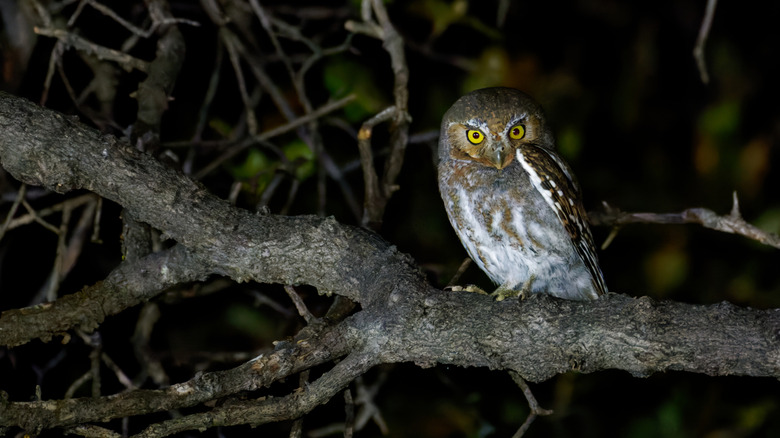 An owl perching on a branch at night