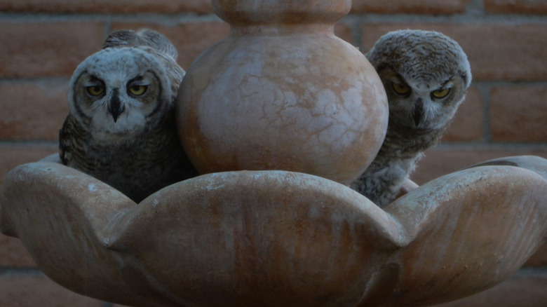 Baby owls in a bird bath