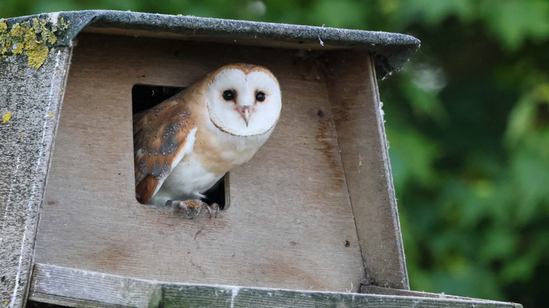 A barn owl emerging from a nest box