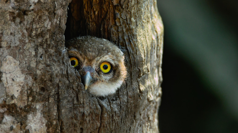 An owl peeking out from a hollow in a tree