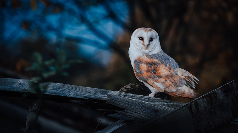 An owl on a tree branch at dusk