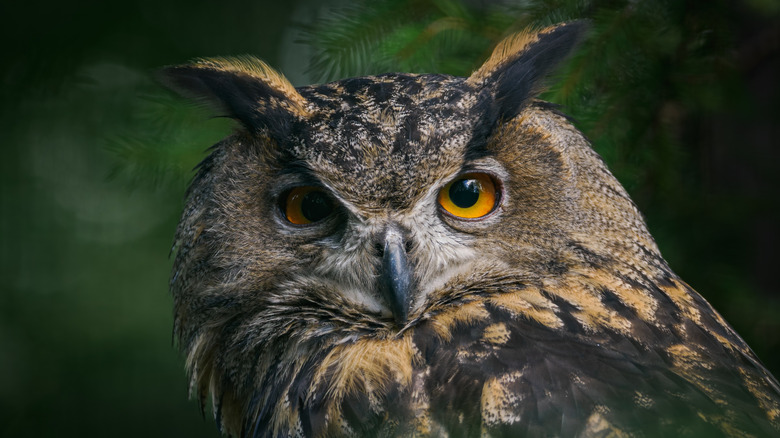 Close-up of an owl perching with conifer leaves in the background