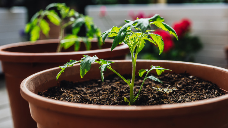 Small tomato plants in a large container