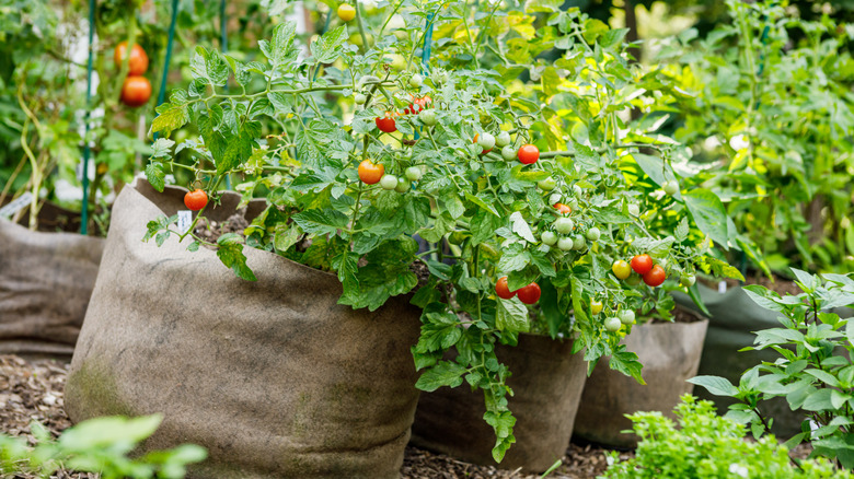 Several tomato plants being grown in large grow bags