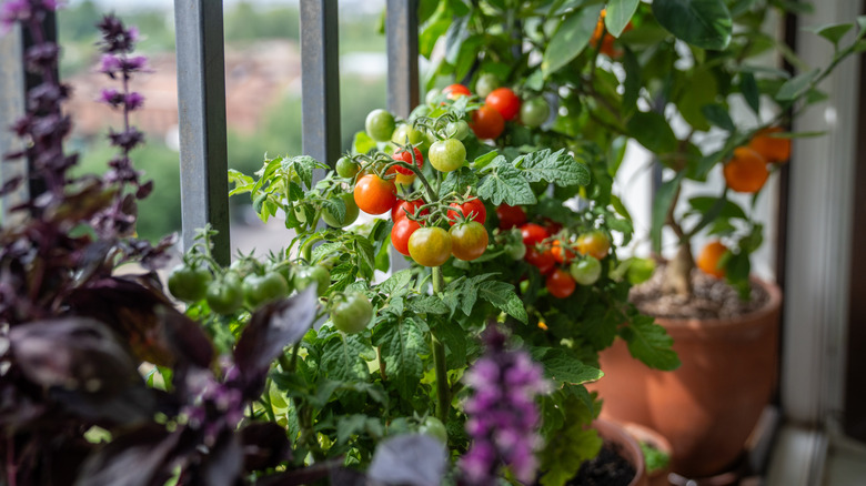 Growing tomatoes on a patio