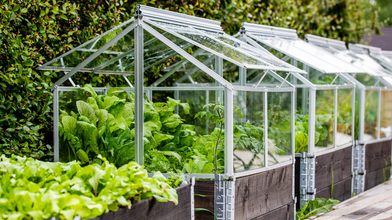 View of backyard greenhouse