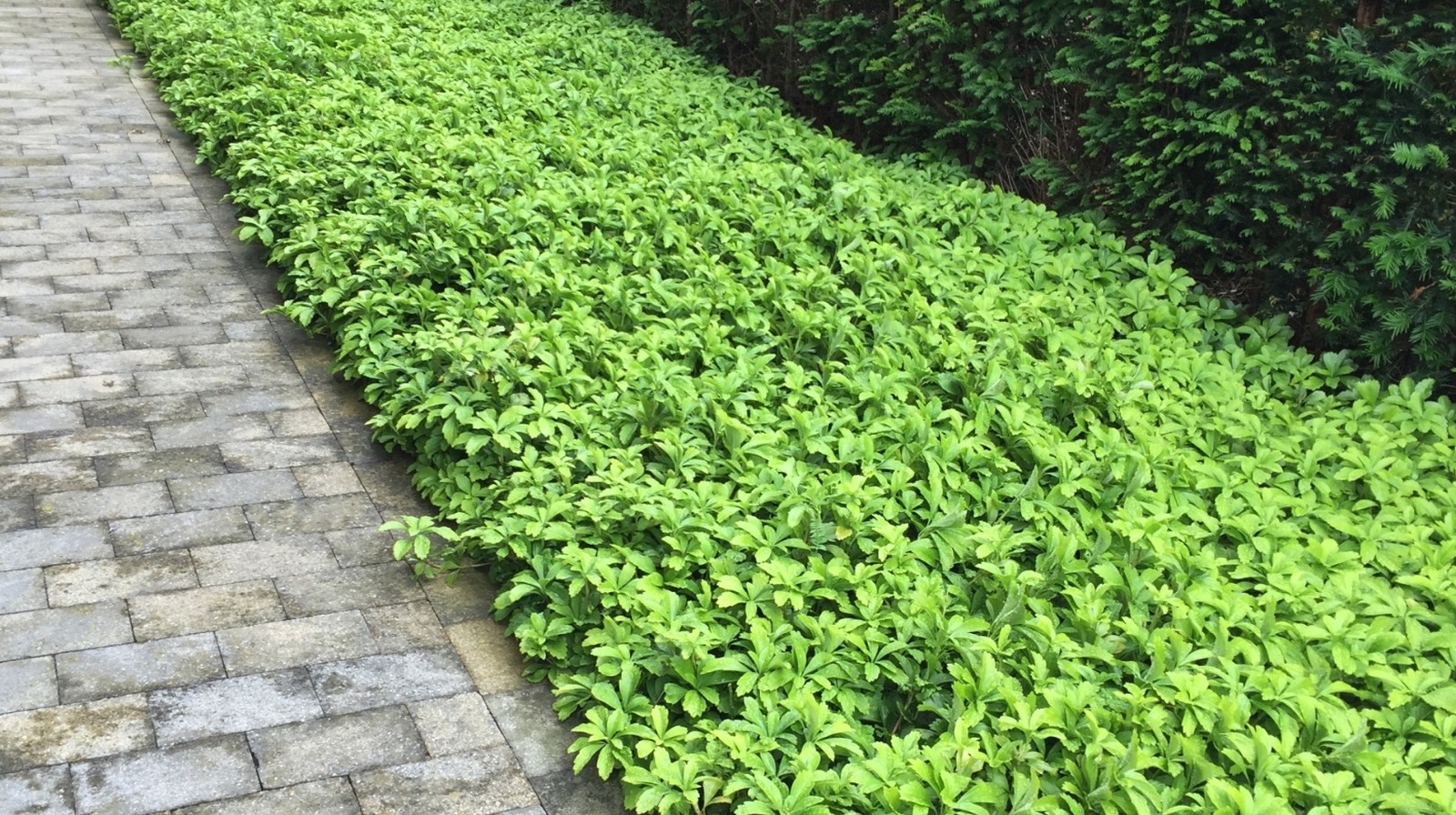 Better Ground Cover Grass Alternatives To Grow Instead Of Pachysandra