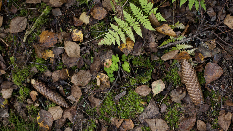 Pine cones, leaves, and other yard scraps on the ground
