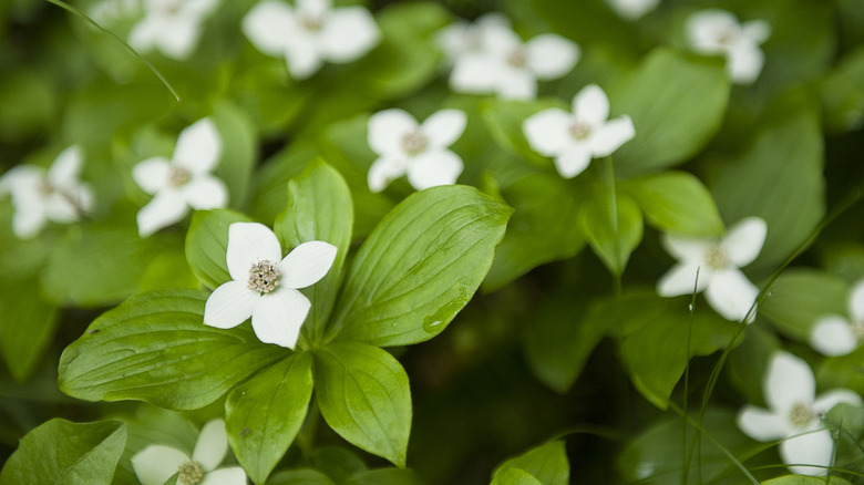 Bunchberry plants in bloom with white flowers