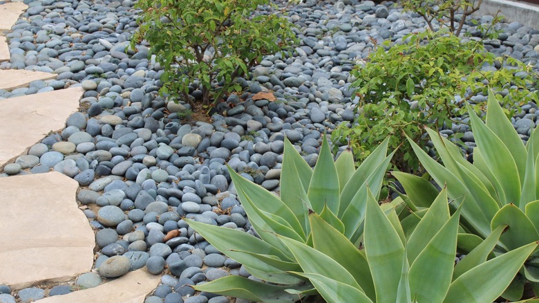 Garden bed with blue gray Mexican beach pebbles