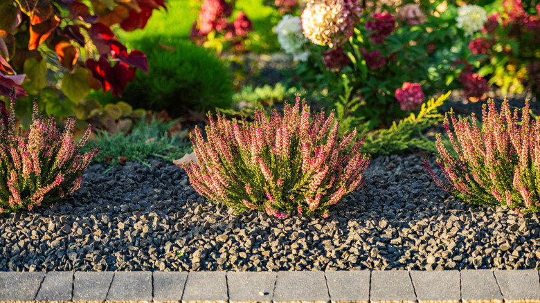 A red Sempervivum alpine rockery plant surrounded by white pea gravel.