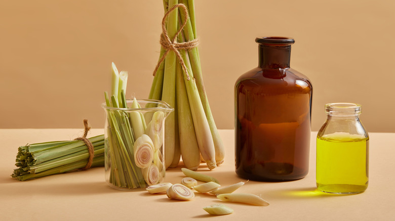 A couple bottles of lemongrass essential oil on a countertop with a few bunches of lemongrass.