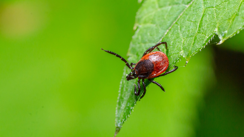 A tick sits on a green leaf outside in a yard.