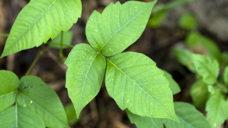 A close up of a poison ivy leaf