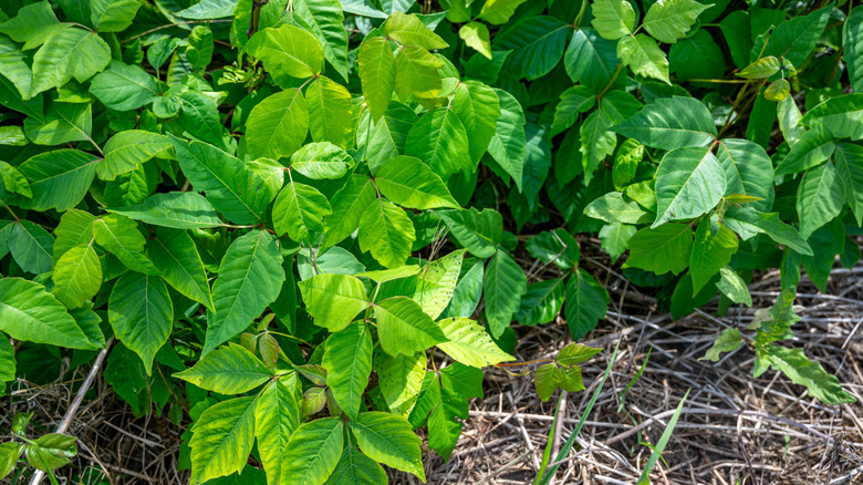 Poison ivy growing on the ground