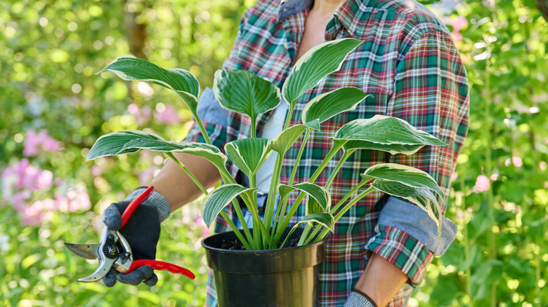 A woman is carrying a potted hosta plant and a pair of pruners