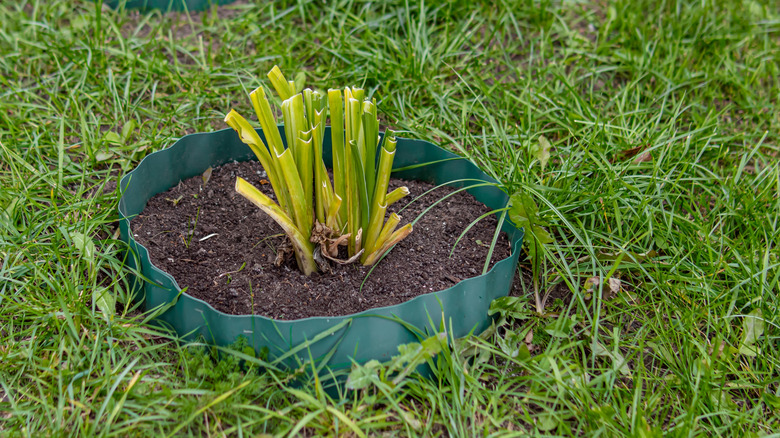 A buried hosta container has just been pruned in preparation for winter.