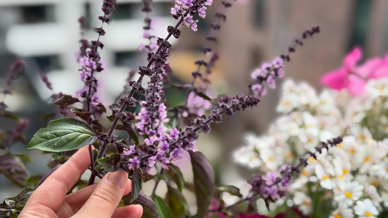 person touching African Blue Basil plant