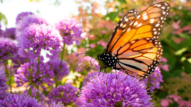 monarch butterfly on plant