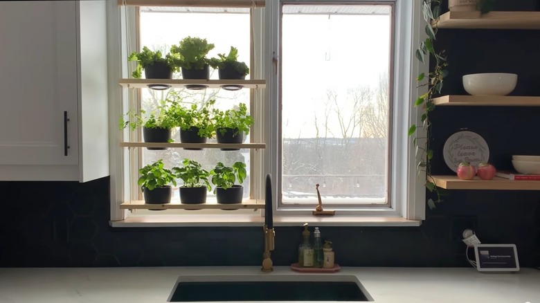 Three-tiered shelves with plants in front of a kitchen window.
