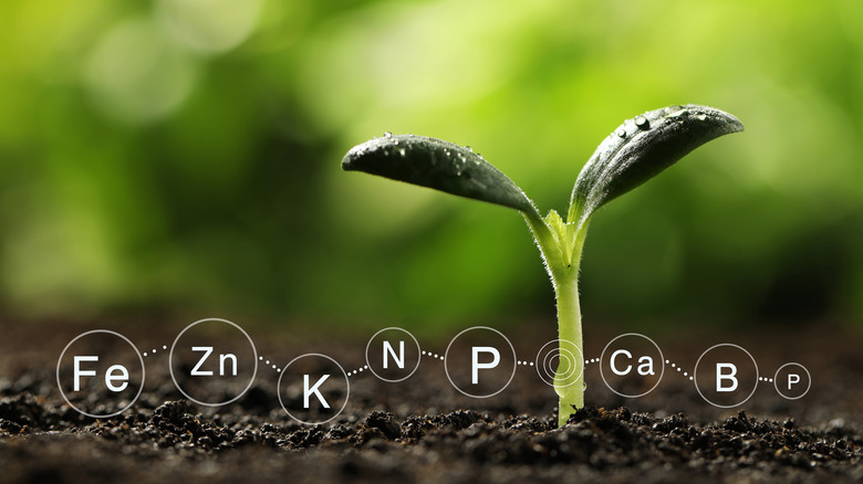 Small sprout with fertilizer abbreviations