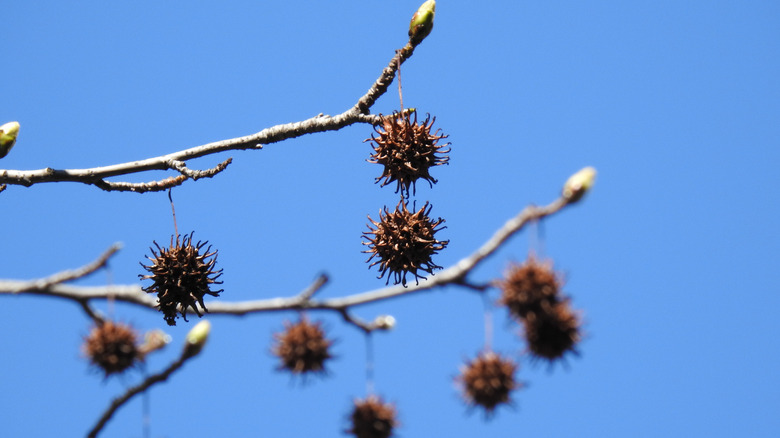 Sweet gum fruit on branch