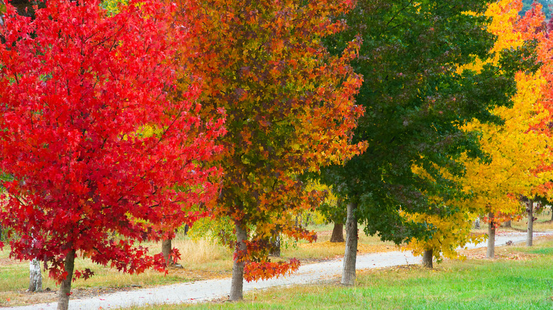 Line of sweet gum trees