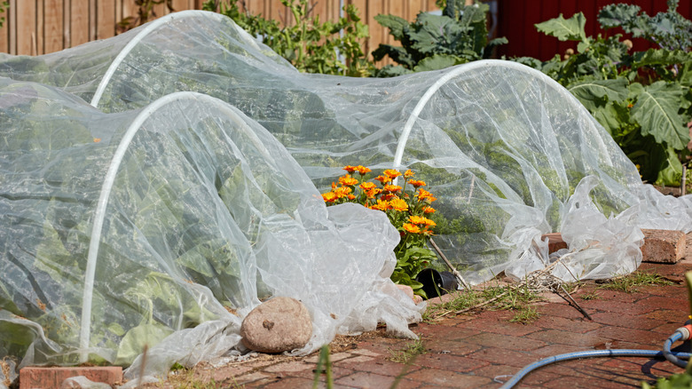 A garden with protective nets over vegetables