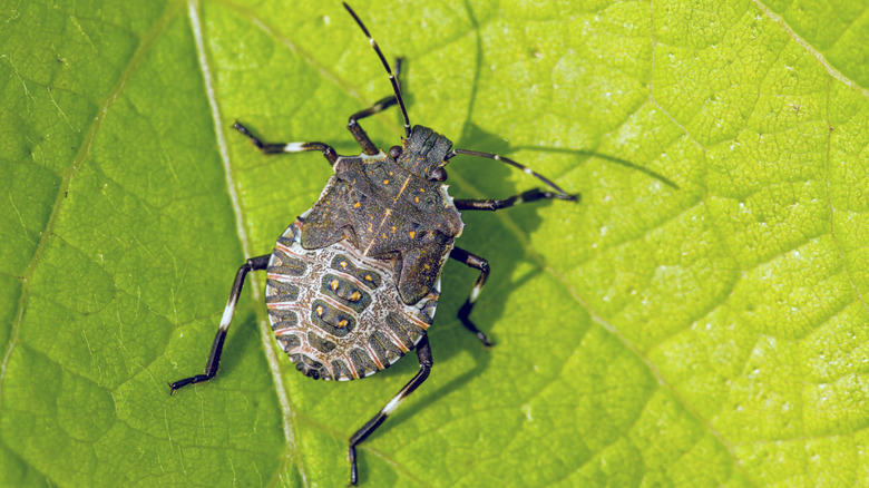 close up view of a brown marmorated stink bug on a green leaf in sunlight