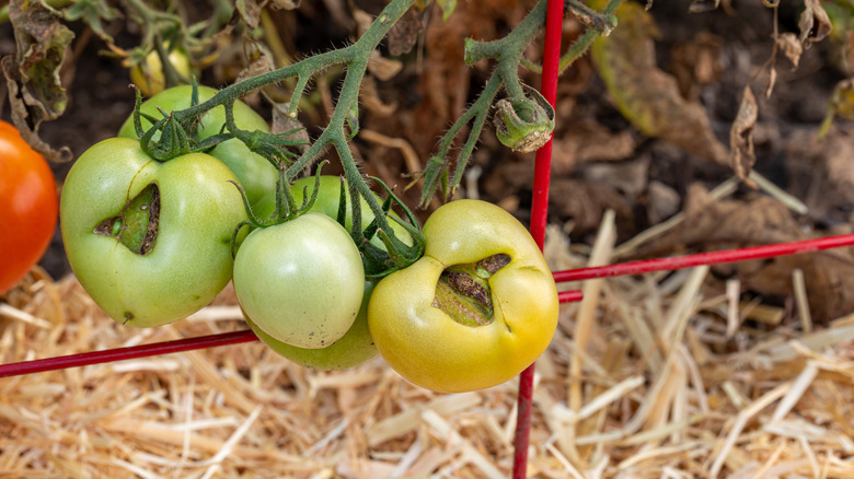 Catfacing injury on unripe green tomato