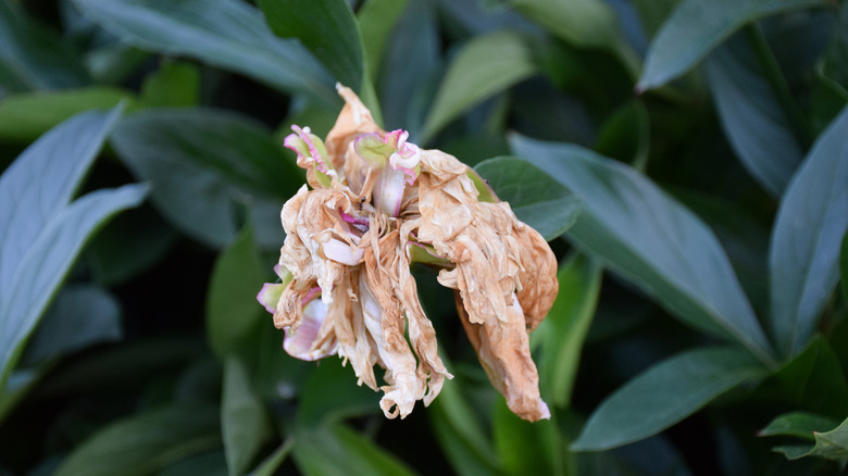 A spent pink peony bloom